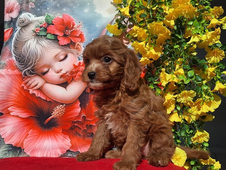 Cavapoo Red  z certyfika i paszportem