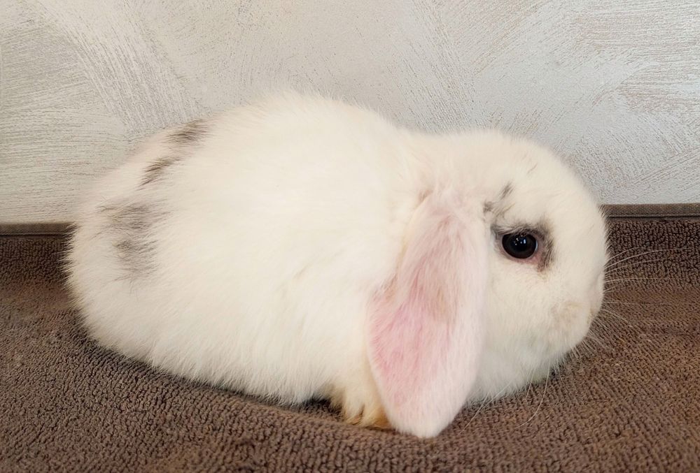 Królik mini lop baranek