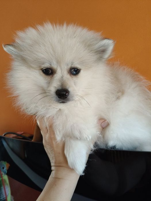 Spitz alemão menino Red Merle
