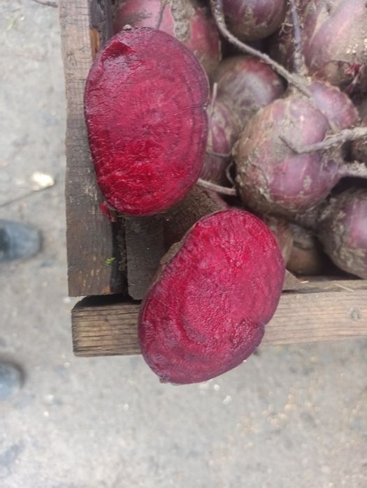 Продам  капуста , цибуля, столовий буряк, .