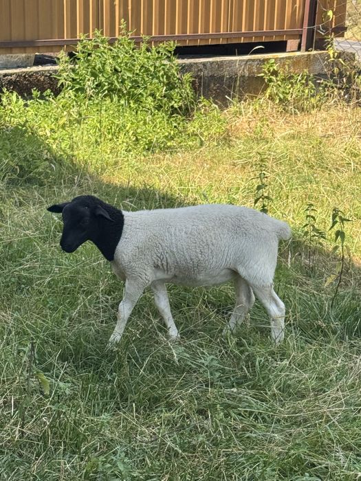 Продам баранів породи Дорпер – великі й малі, чистопородні.