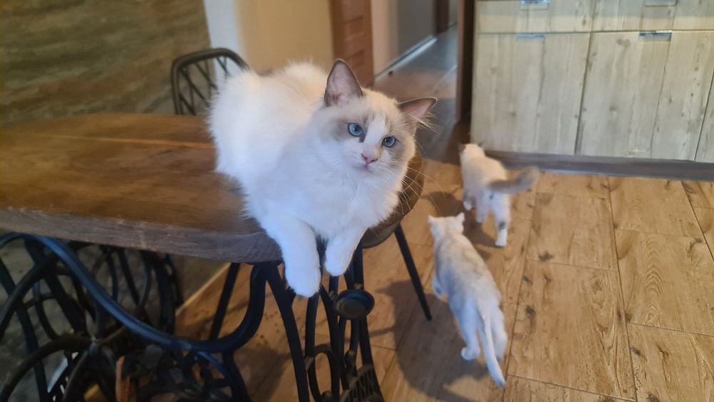 Kotka Ragdoll Dafcia