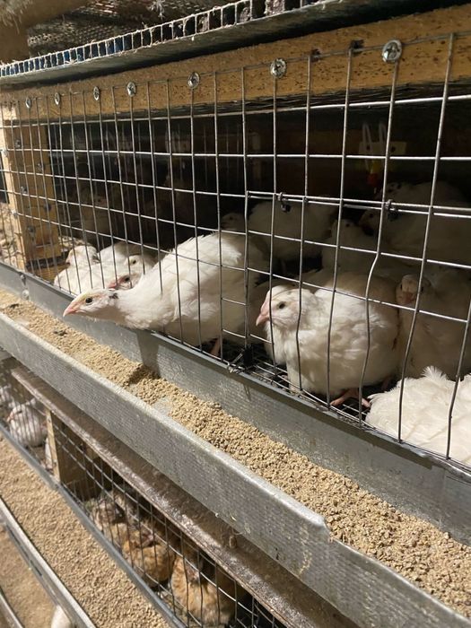 Продаються перепілки різного віку від суточних до тих хто вже несеться