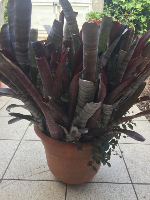 Cato de folhagem resistente em vaso