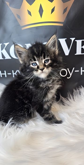 Мейн кун Тигр дуже лагідний