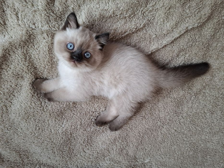 Шотландське плюшеве кошенятко