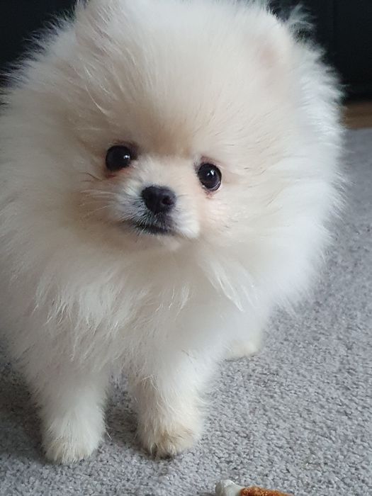 Szpic miniaturowy pomeranian, /Cudny mini mis