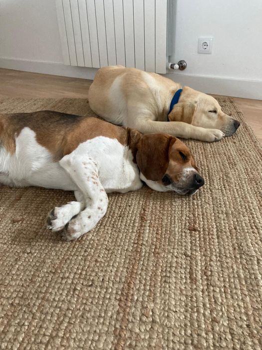 Cães ( Labrador e Beagle)