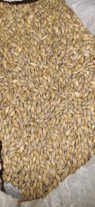 Jęczmień jary do siewu, oczyszczony, separowany,rok po centrali