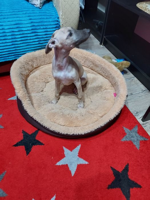 Chart Angielski Whippet suczka