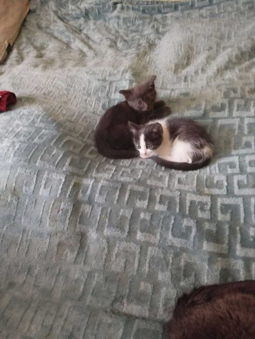 віддам котиків кошенят