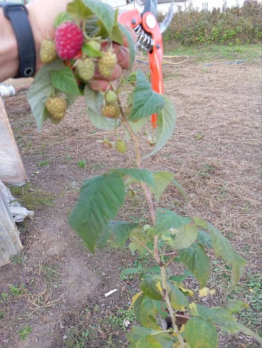 Продаються саджанці малини