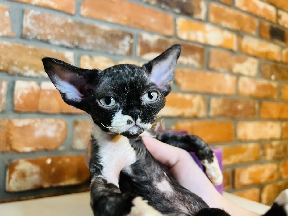 Devon Rex - przepiekna  kotka