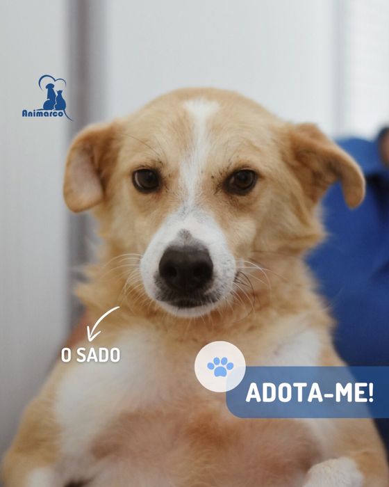 Sado cao jovem porte médio