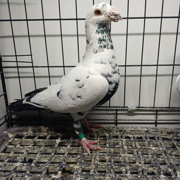 Gołębie Pocztowe tygrysy, mulemansy