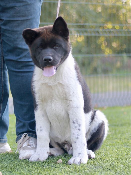Немовірно гарний хлопчик ам.акіти 3.5 місяці