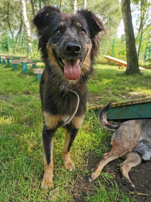 Insia wycofana suczka w schronisku ..