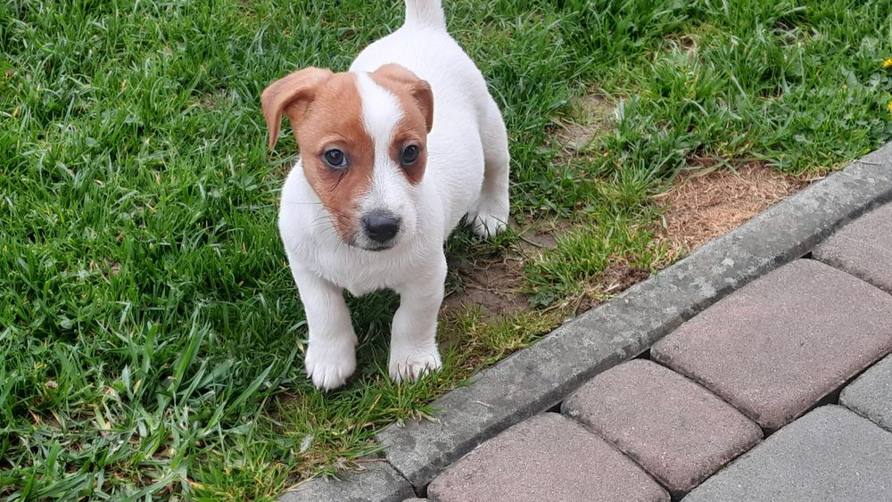 Jack Russell Terrier piesek