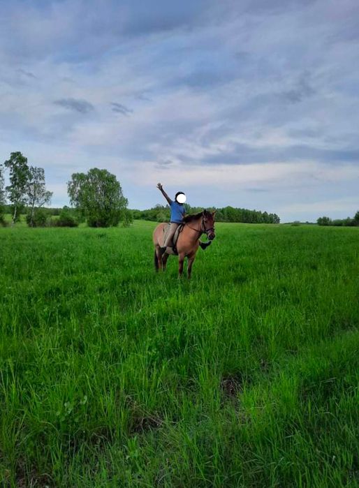 Super kucyk do hipoterapii