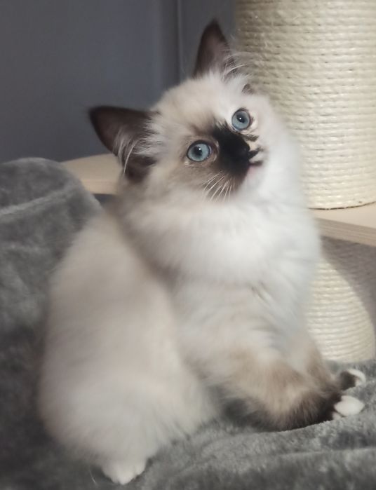 Kotka Ragdoll z 5-cio pokoleniowy rodowodem