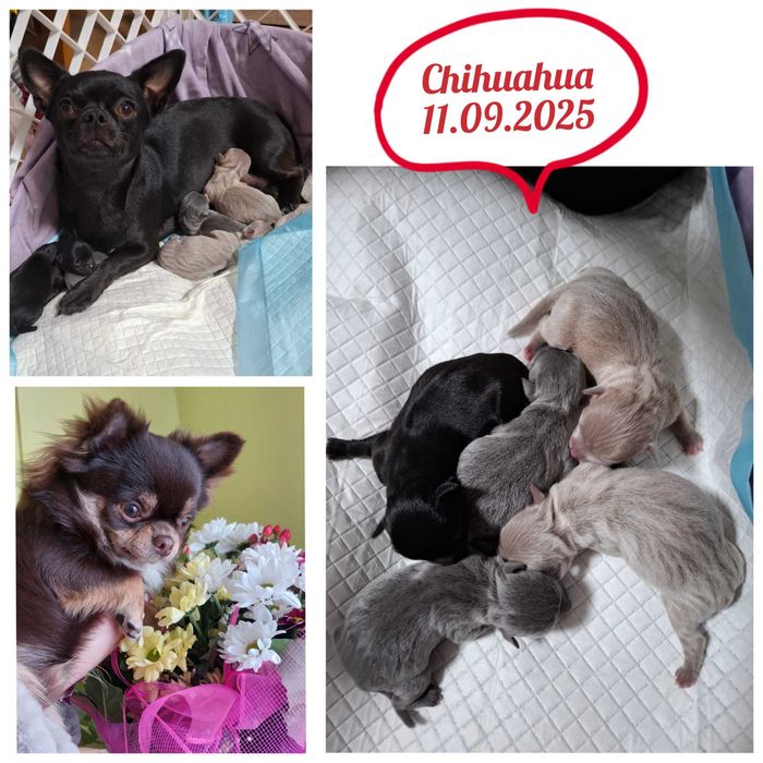 Zhasmin w bardzo rzadkim umaszczeniu Isabella