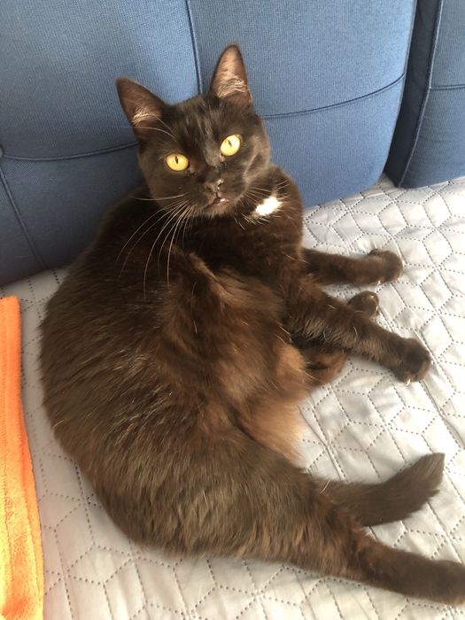 Śliczna Fasolka PILNIE szuka domku!