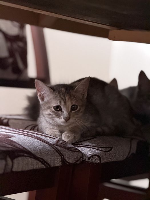 Милі кошенята шукають дім