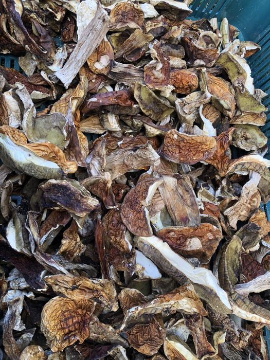 Сухий білий гриб, сушені гриби