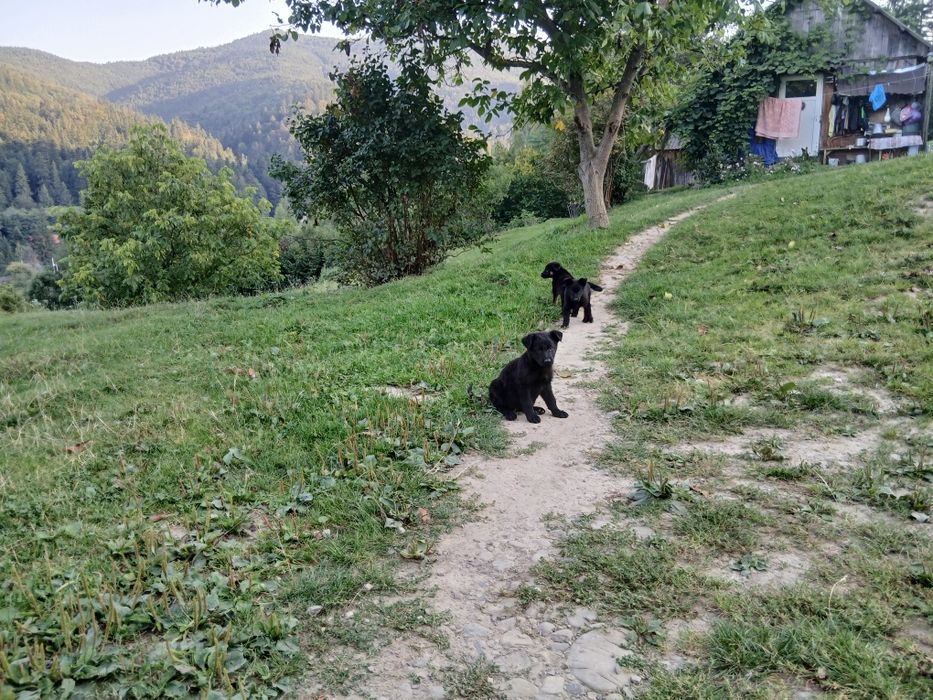 Продаються чистокровні песики