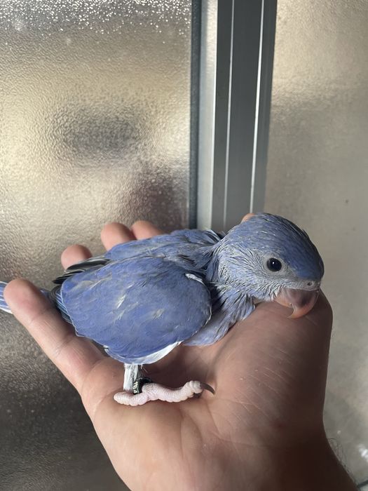 Ring neck VIOLETA muito MEIGO