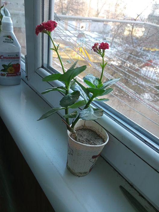 Каланхое каландива червона