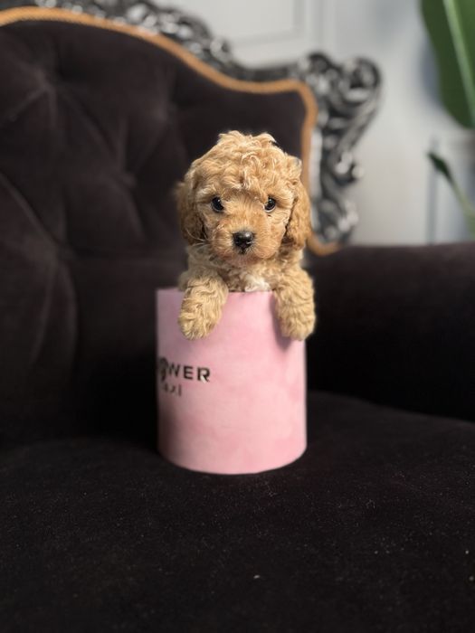 Карамельні мальтипу від  дуже гарних батьків