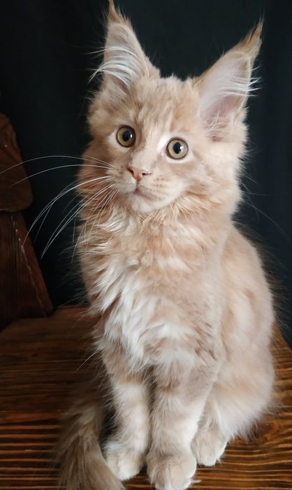 Кремовые котята Maine Coon