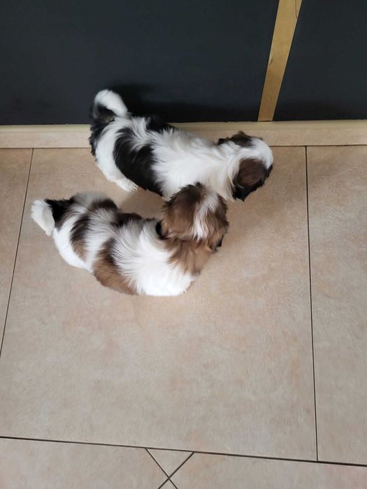 Szczeniak Shih-tzu suczka