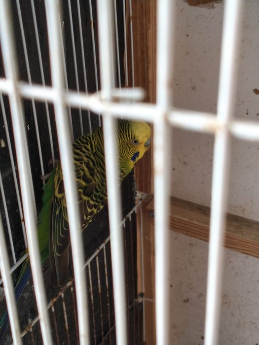 Piriquitos australianos