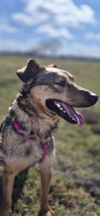 Większość życia mieszka w schroniskowym boksie  adoptuj