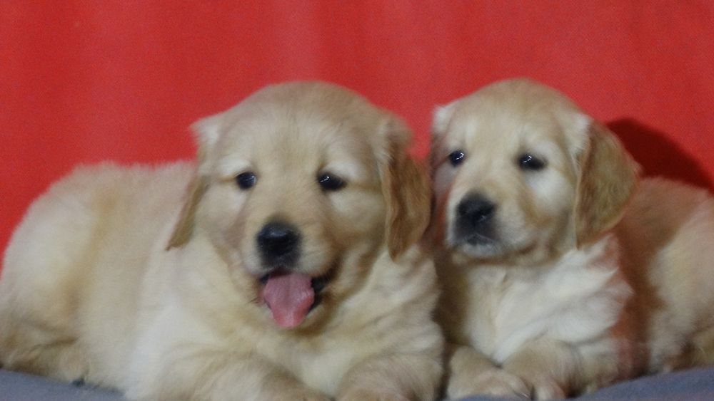 Golden retriever kremowo złoty piesek