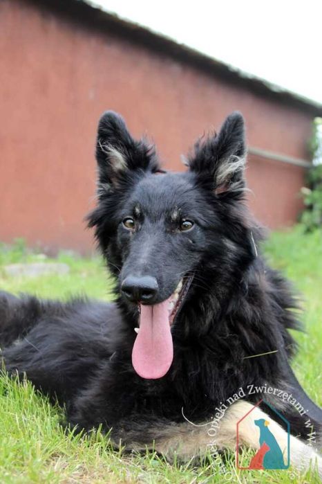 Młody piesek Noli szuka domu.Adoptuj!