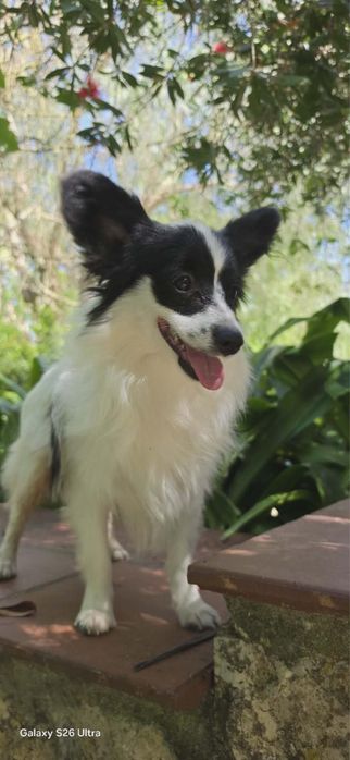 Papillon macho com Lop