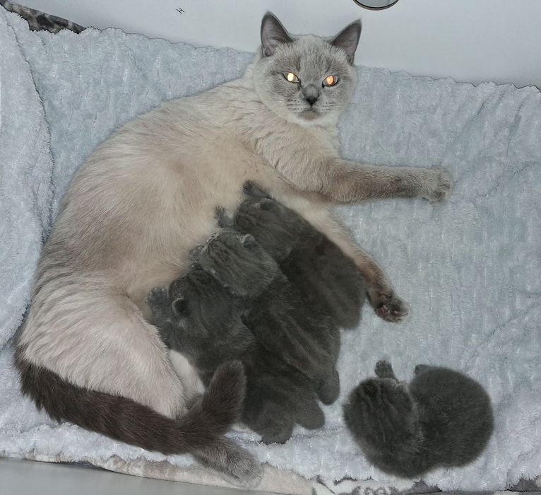 Kot brytyjski kocurek rezerwacja