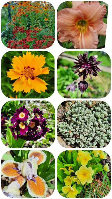 Sadzonka nadwyżki z ogrodu bylina roślina