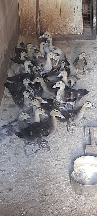 Patos mudos 2 meses