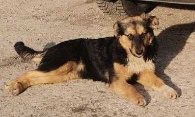 Цуценя в добрі руки