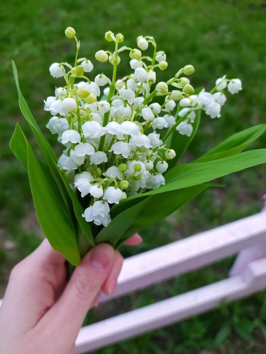 Квіти вуличні для саду