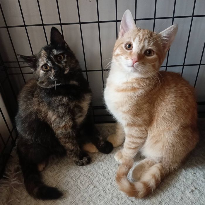 Поистраиваем в добрые руки