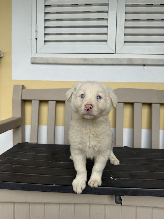 Border Collie Merle Macho com olhos azulão