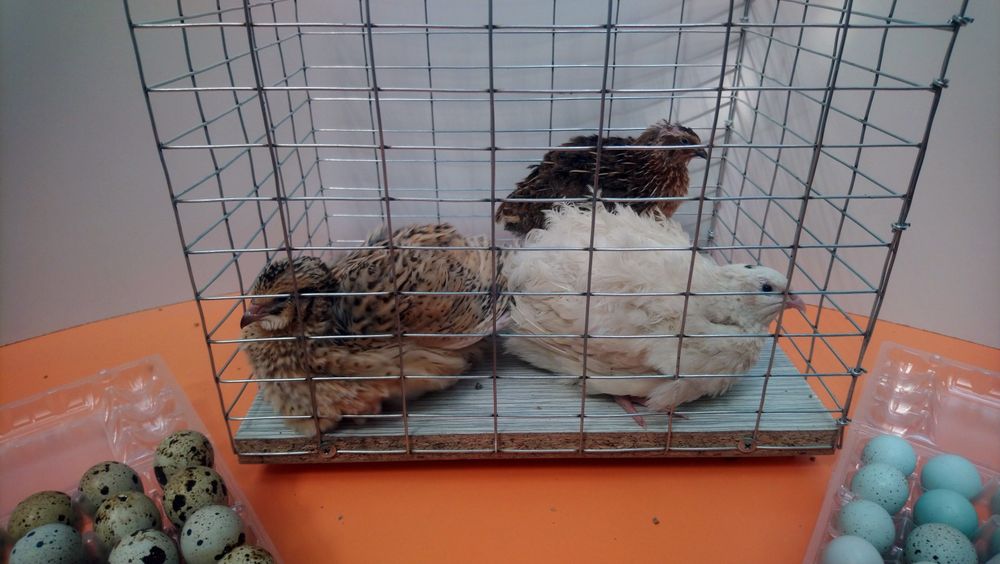 Інкубаційне  яйце  перепілок  Техас та Селадон. Перепілки Целадон.