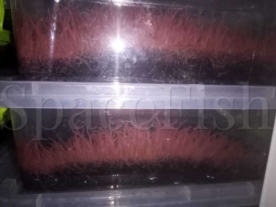 Трубочник "Изя". Живой и замороженный.