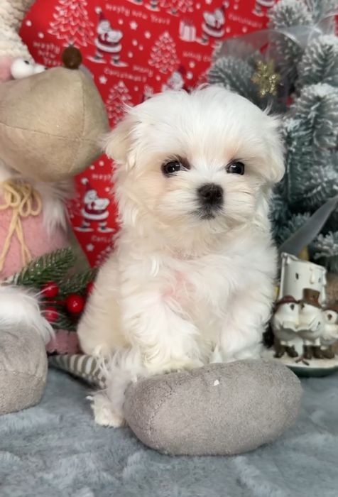 Очаровательная девочка мальтезе, 2 месяца КСУ