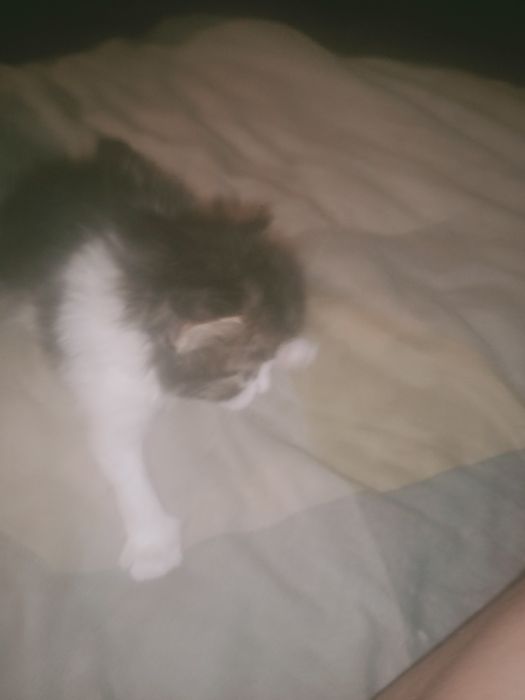 Віддам кошенят у добрі  руки